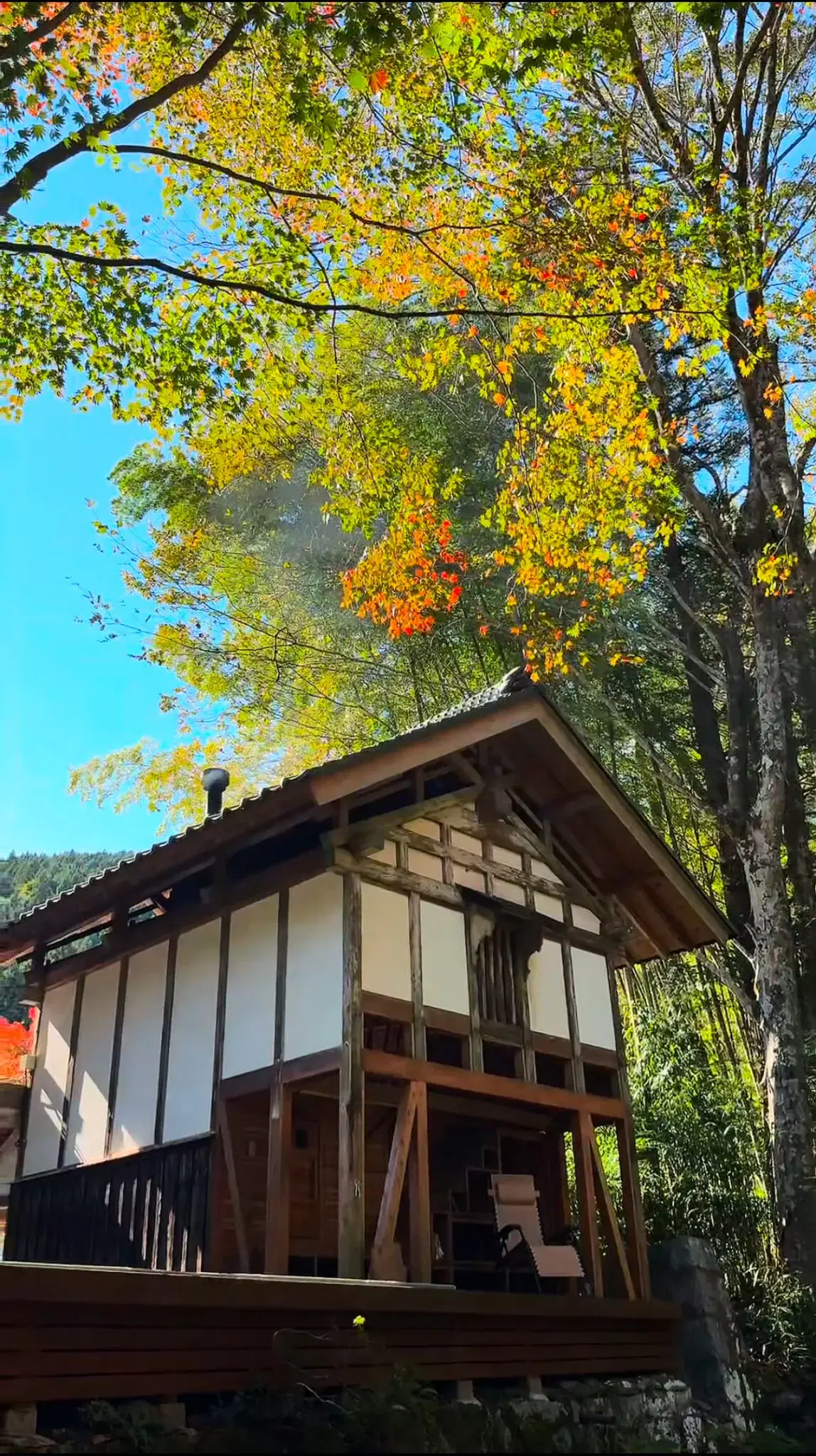 コアミガメの動画サムネイル